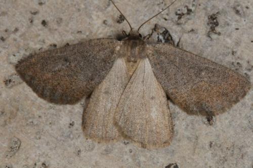 Réf. 78 052 : Onychora agaritharia