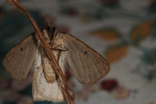Réf. 78 053 : Onychora agaritharia