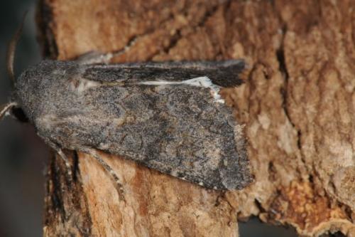 Réf. 78 317 : Aporophyla lueneburgensis