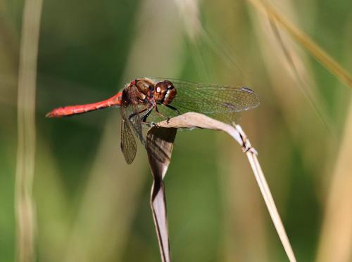 Réf. 78 574 : Sympetrum sp.