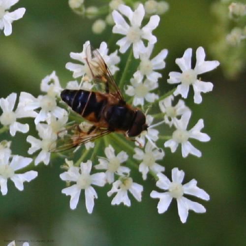 Eristalis pertinax