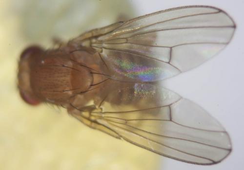 Drosophila immigrans