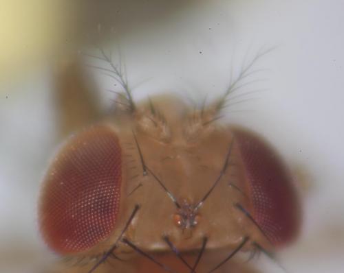 Drosophila immigrans
