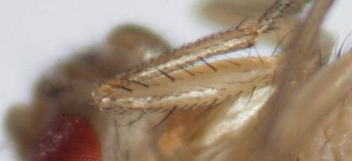 Drosophila immigrans