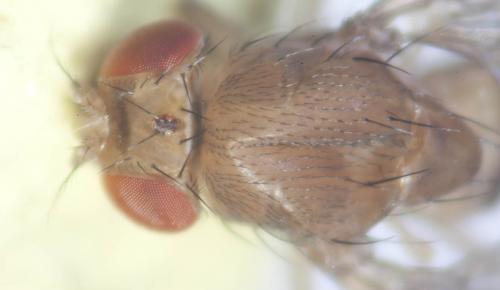 Drosophila immigrans
