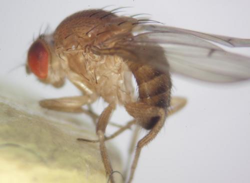 Drosophila immigrans