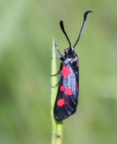 Zygaena sp.