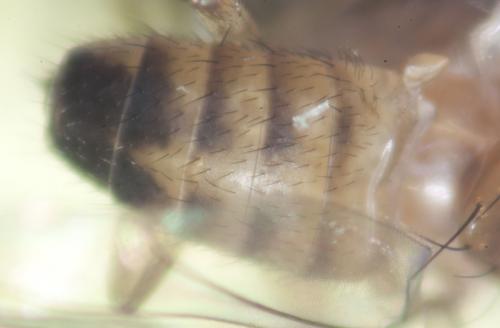 Drosophila immigrans