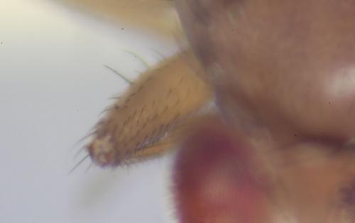 Drosophila immigrans