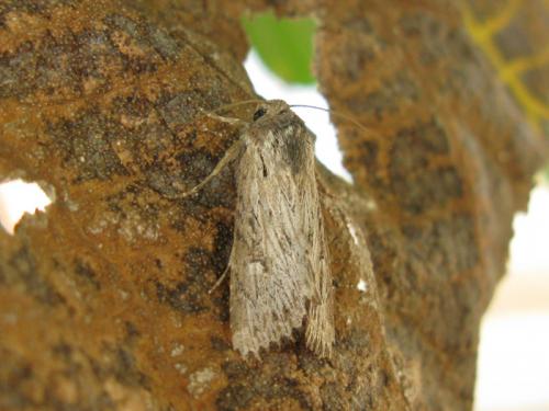 Aporophyla australis