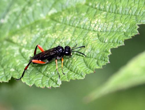 Réf. 78 187 : Macrophya diversipes