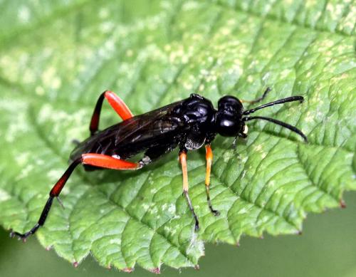 Macrophya diversipes