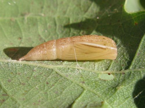 Réf. 78 558 : Cyclophora sp.
