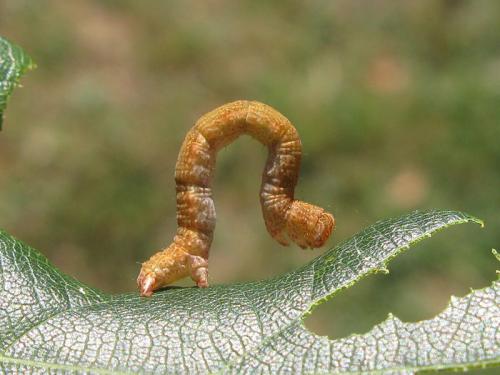 Réf. 78 556 : Cyclophora sp.