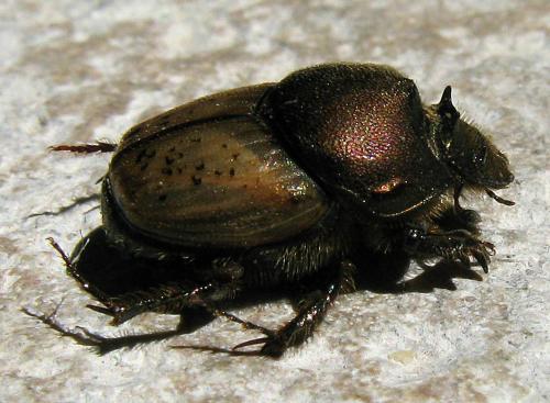 Réf. 78 666 : Onthophagus vacca