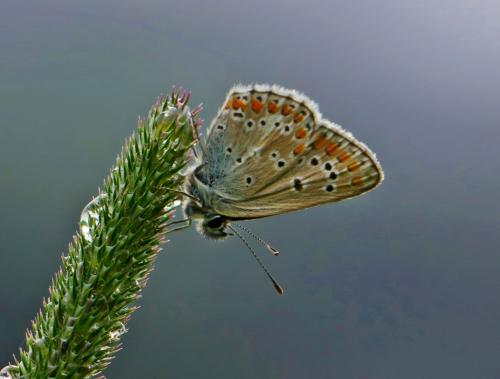 Réf. 78 473 : Aricia artaxerxes