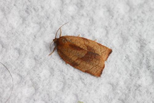 Cacoecimorpha pronubana
