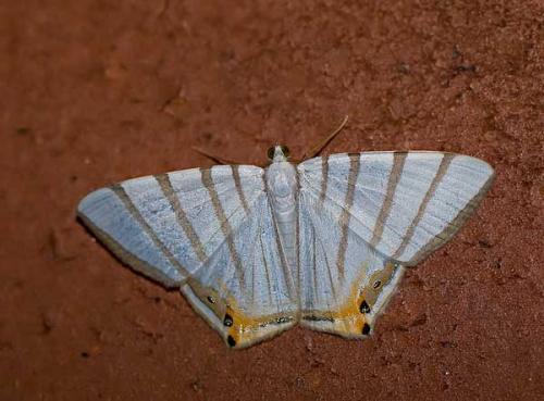 Phrygionis sp.