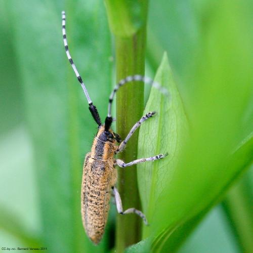 Réf. 78 513 : Agapanthia villosoviridescens