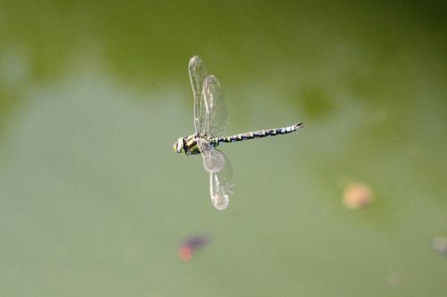 Aeshna cyanea