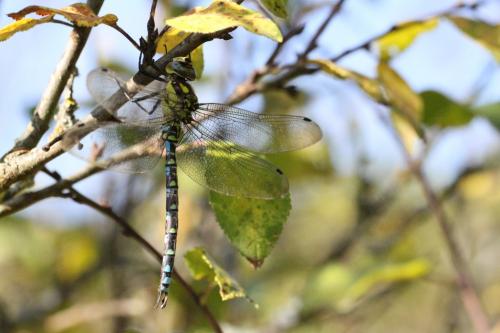 Aeshna cyanea