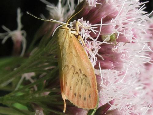 Réf. 78 027 : Miltochrista miniata