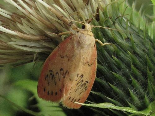 Réf. 78 028 : Miltochrista miniata