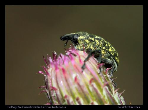 Réf. 78 462 : Larinus turbinatus