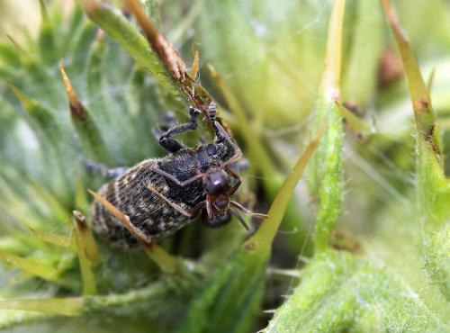 Réf. 78 460 : Rhinocyllus conicus