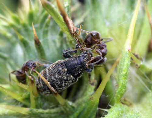 Réf. 78 461 : Rhinocyllus conicus