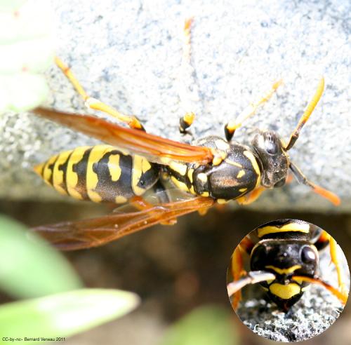 Polistes sp.