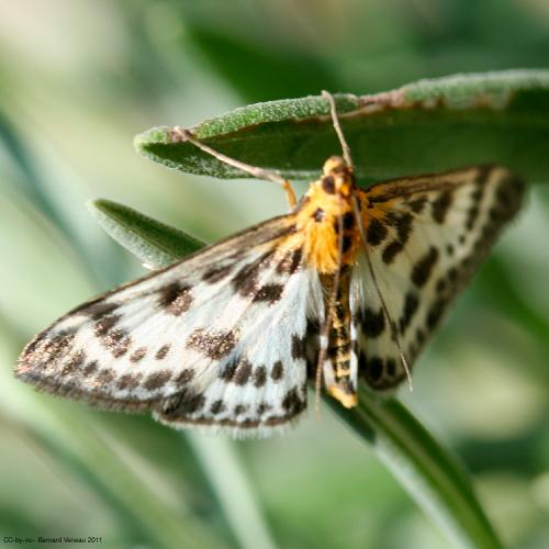 Anania hortulata