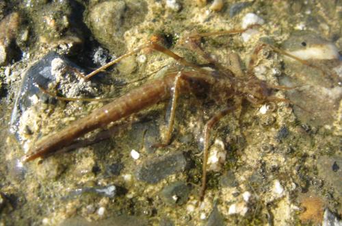 Calopteryx sp.