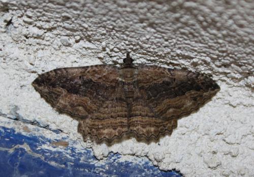 Philereme transversata