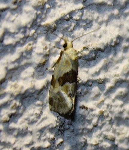 Aethes rubigana