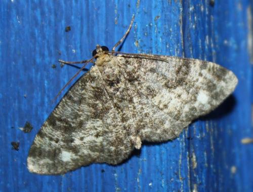 Parectropis similaria