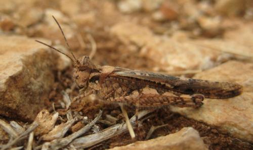 Réf. 78 106 : Acrotylus patruelis