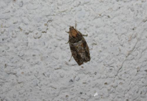Réf. 78 736 : Eudemis profundana