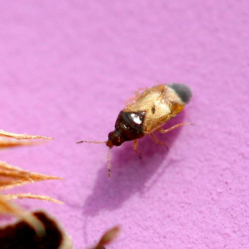 Orius laevigatus