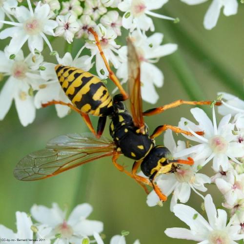 Polistes sp.