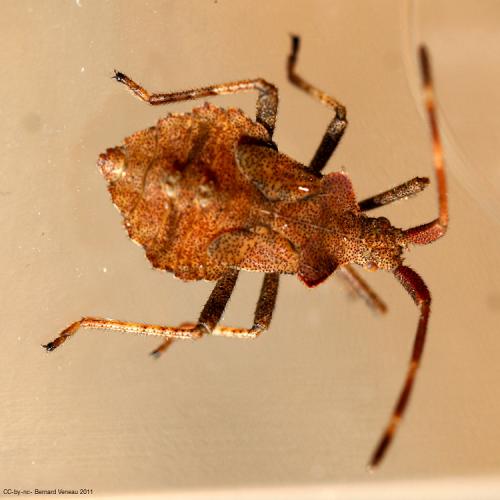 Réf. 78 448 : Coreus marginatus