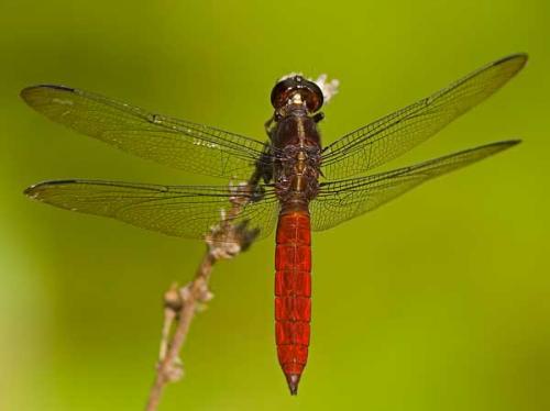 Orthemis sp.