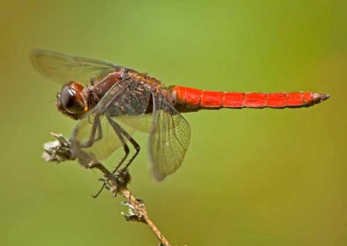 Orthemis sp.