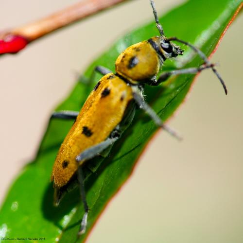 Chlorophorus glabromaculatus