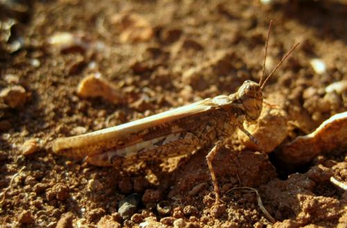 Réf. 78 108 : Acrotylus patruelis