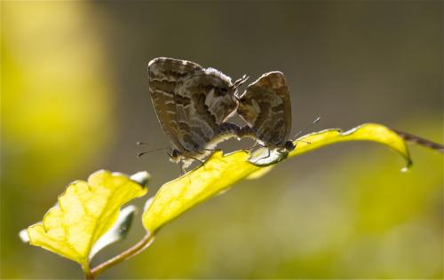 Réf. 78 851 : Cacyreus marshalli