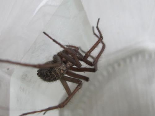 Eratigena atrica