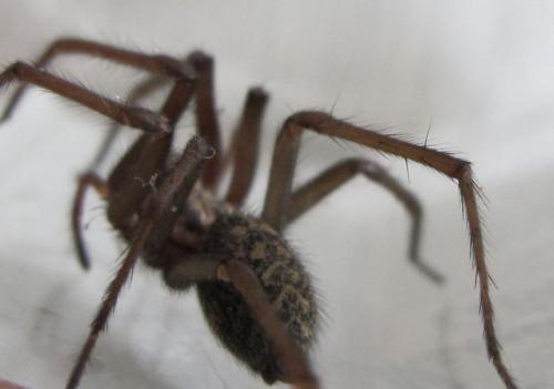 Eratigena atrica