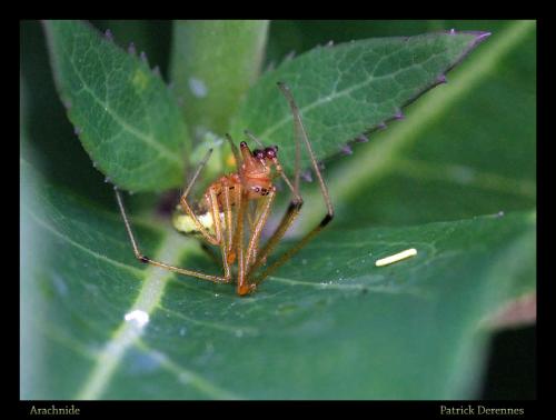 Enoplognatha sp.