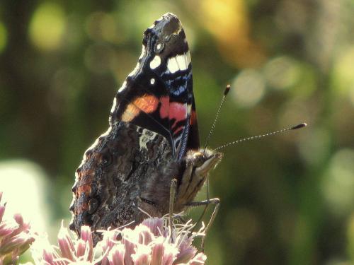 Vanessa atalanta